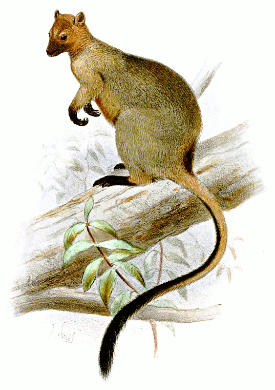 Bennetts Tree-kangaroo