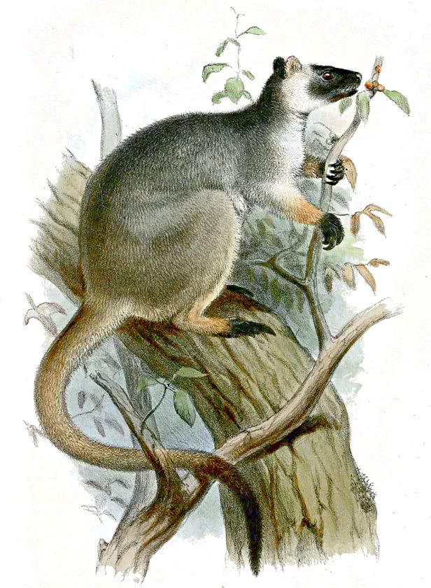 Lumholtzs tree-kangaroo  Dendrolagus lumholtzi