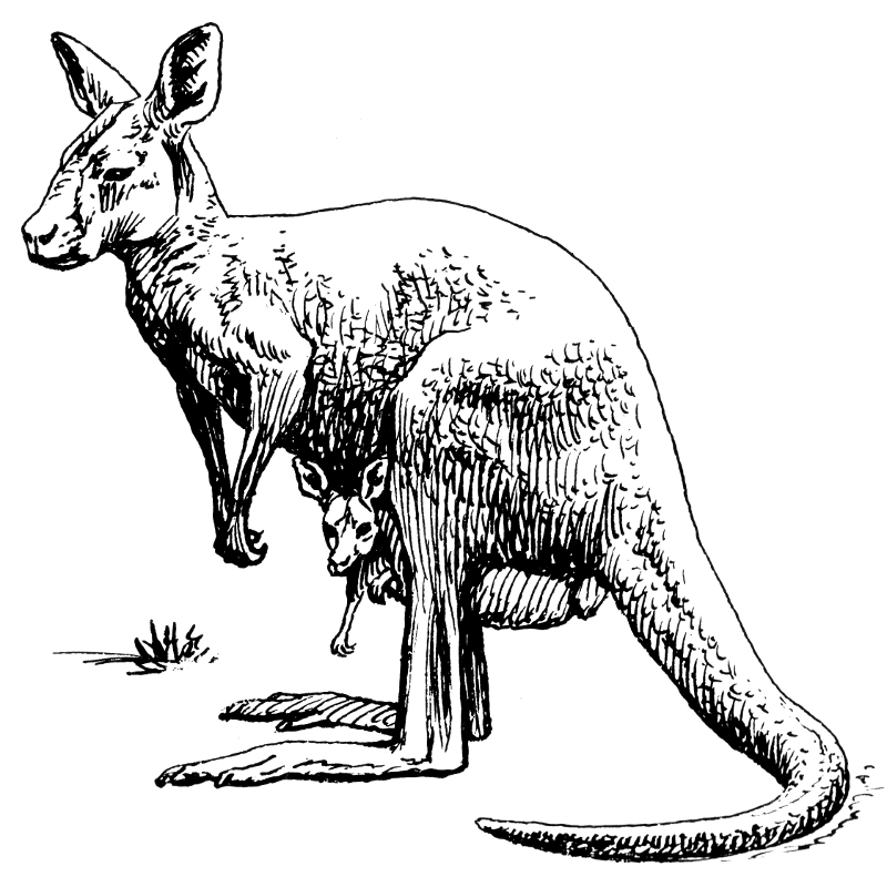 kangaroo BW