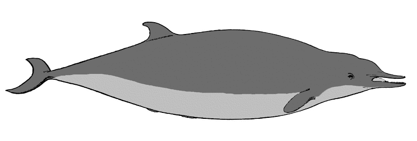 Sowerby's beaked whale female