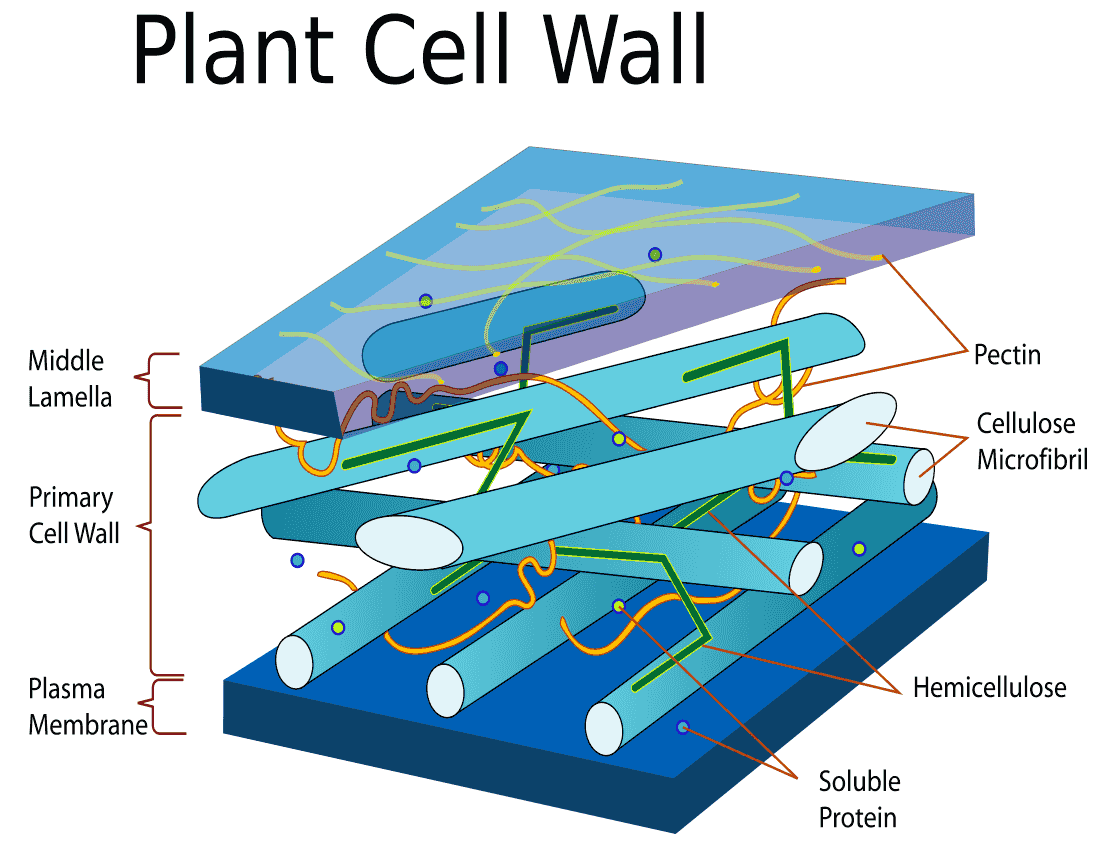 Plant cell wall diagram