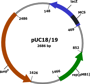 plasmid vector PUC19 enhanced