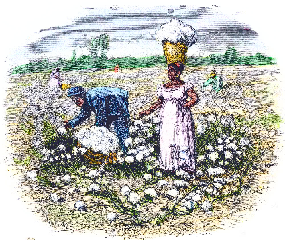 slaves picking cotton