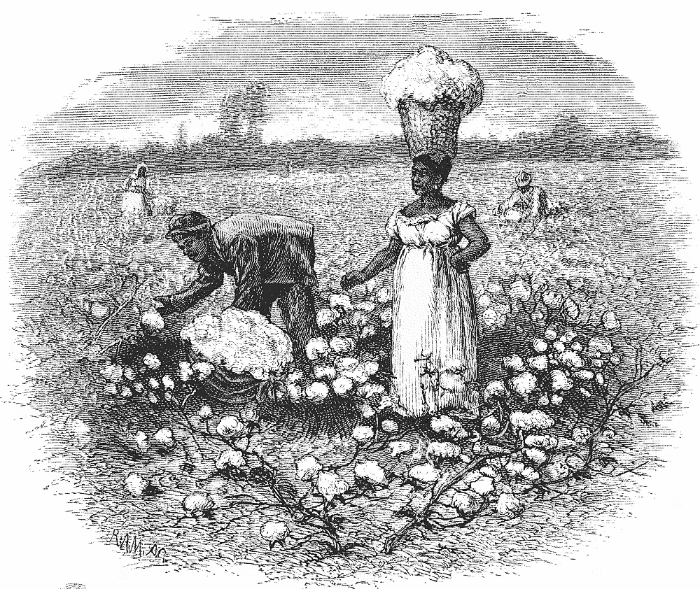 slaves picking cotton BW