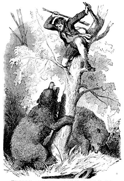 Kit Carson treed by bear