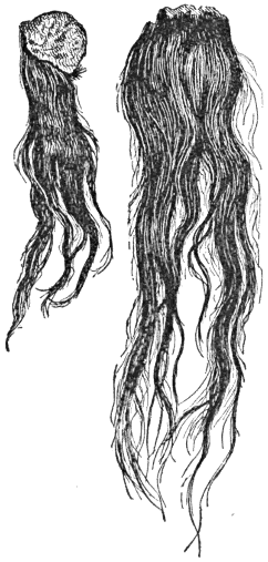 Apache and larger Sioux scalp