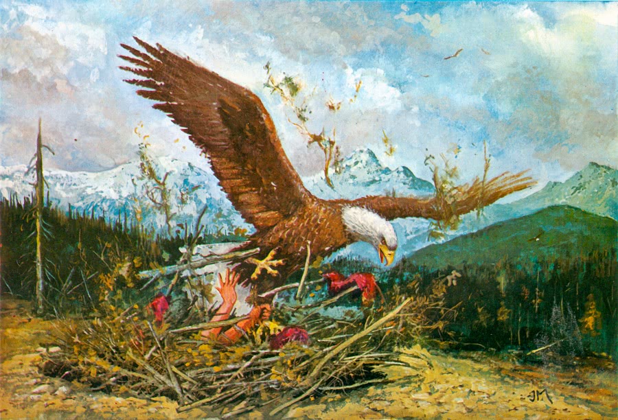 Indian Eagle trapping