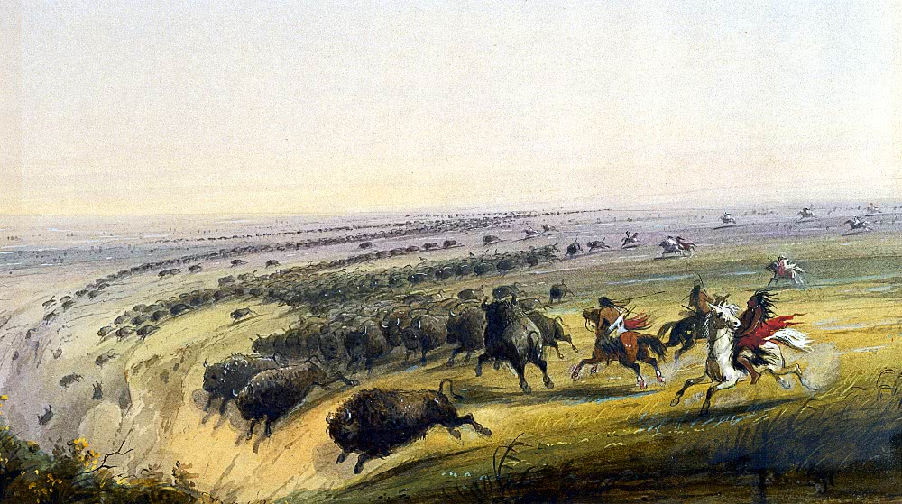 bison herded over cliff