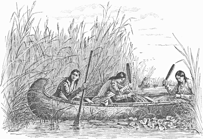 Ojibwe Women Gathering Wild Rice