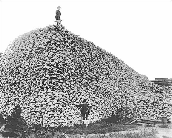 Bison skull pile  ca1870