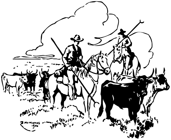 cowboys cattle