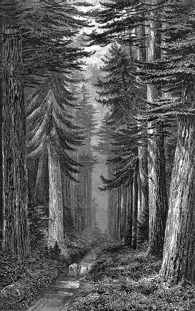 redwoods engraving