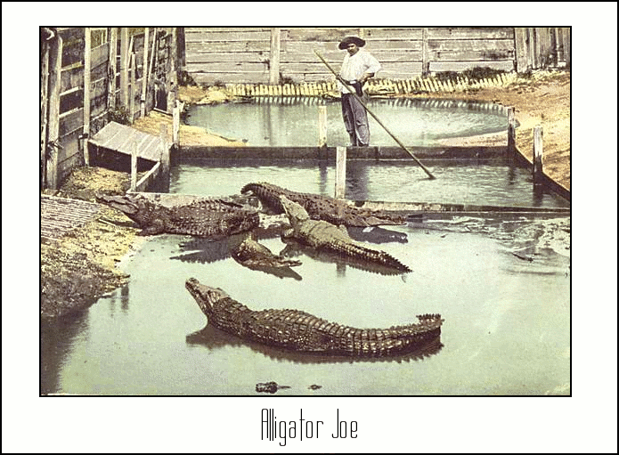 Alligator Joe