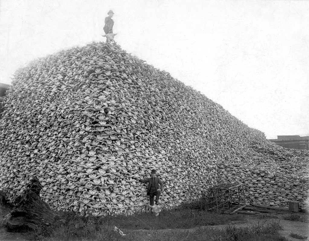 Bison skull pile 1870s