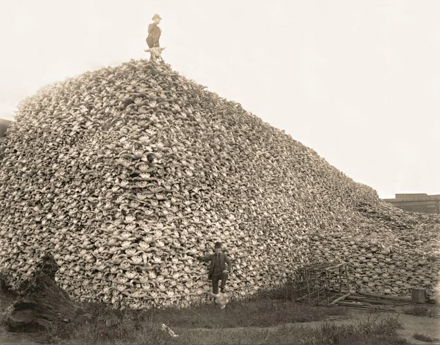 Buffalo hunt 1870s