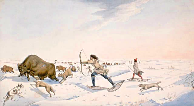bison hunting in snow