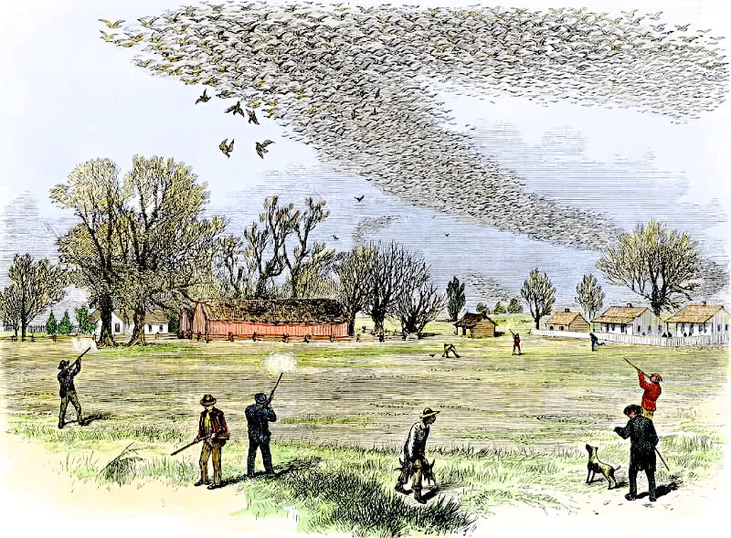 passenger pigeon hunting 1870s