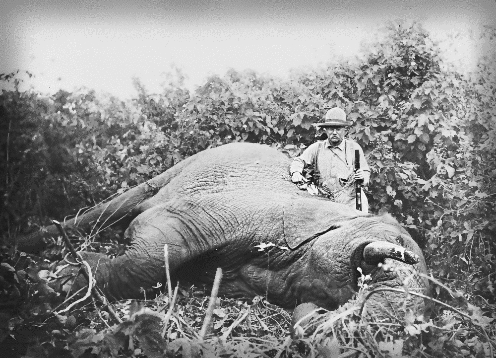 Roosevelt safari elephant