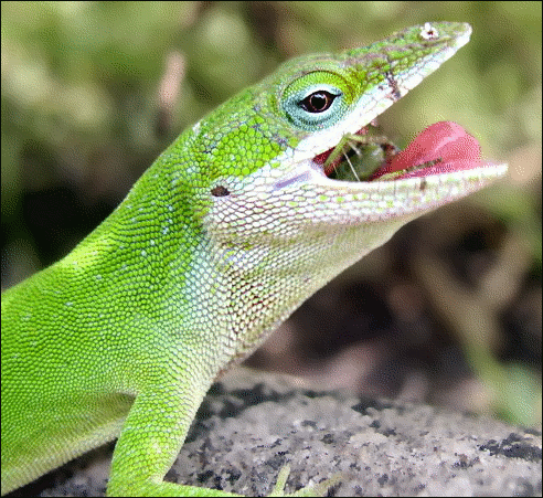 Anole eating