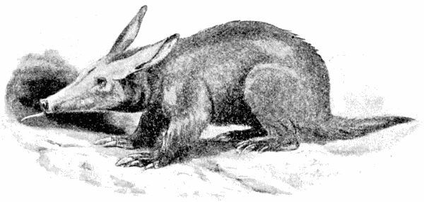 Aardvark  Orycteropus capensi