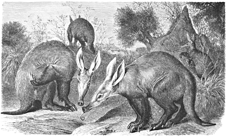 Aardvark drawing