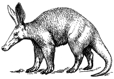 Aardvark gray