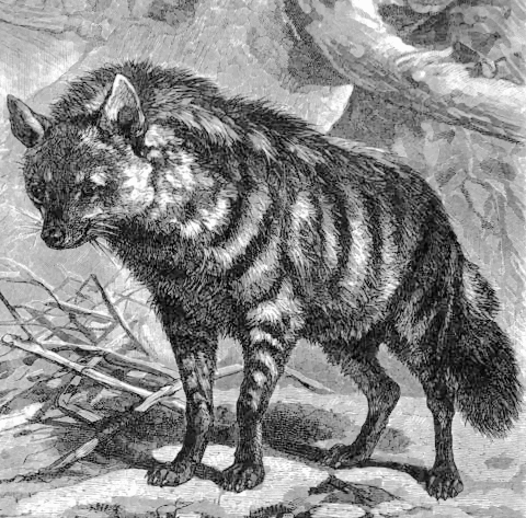 Aardwolf sketch