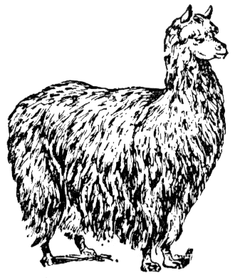 alpaca drawing