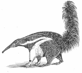 Giant Anteater lineart