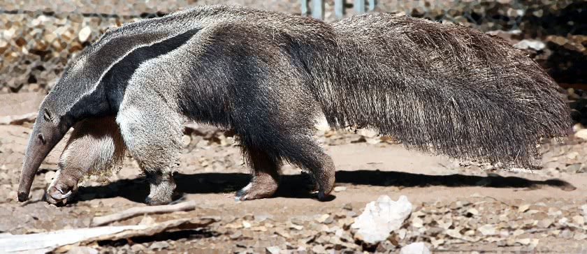 giant anteater photo