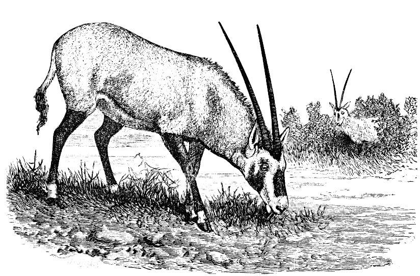 Beatrix Antelope  Oryx beatrix