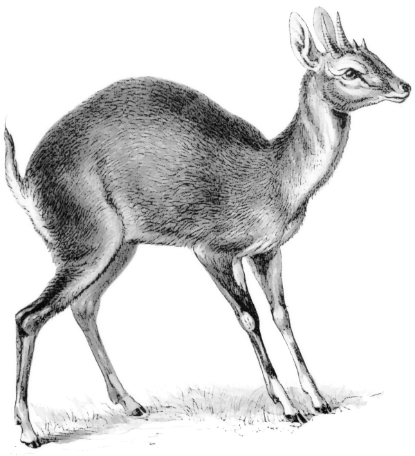 Four-horned Antelope  Tetracerus quadricornis