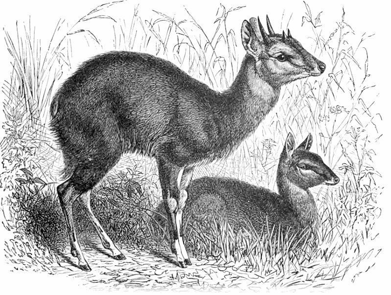Four horned antelope  Tetracerus quadricornis