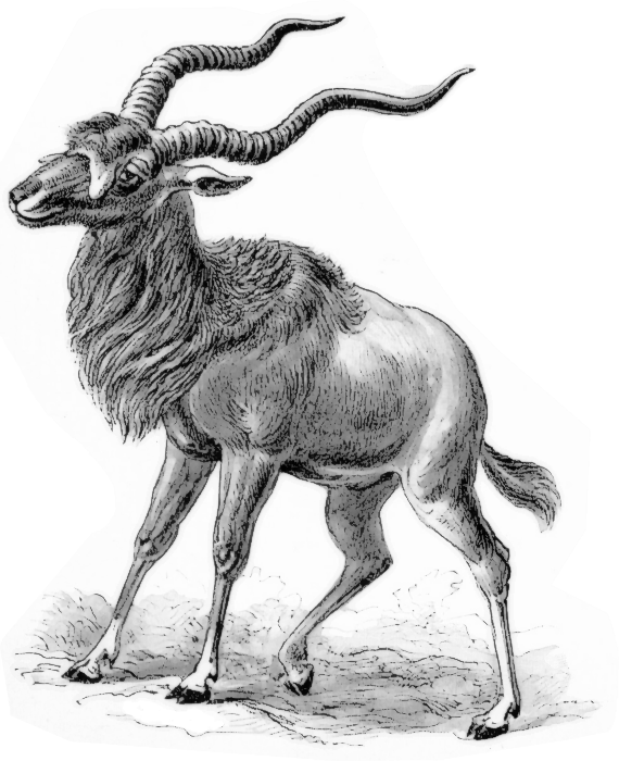 Screwhorn antelope  Addax nasomaculatus