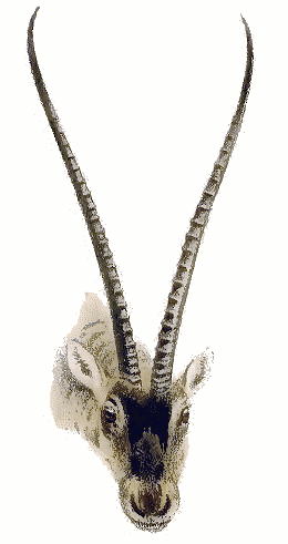Tibetan Antelope head