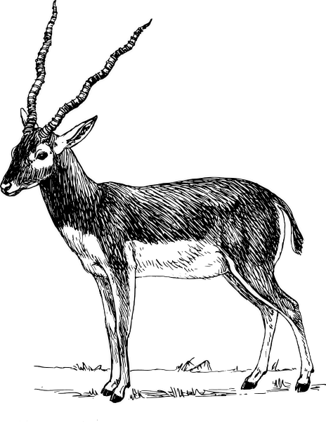 antelope-lineart