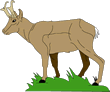 antelope 1