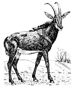 antelope Sable