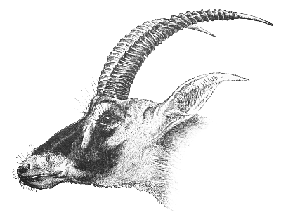 antelope head