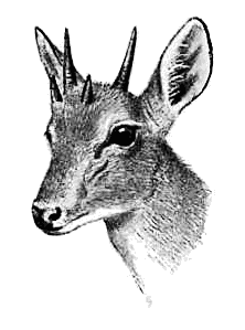 four-horned antelope head