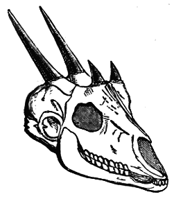 skull of four-horned antelope