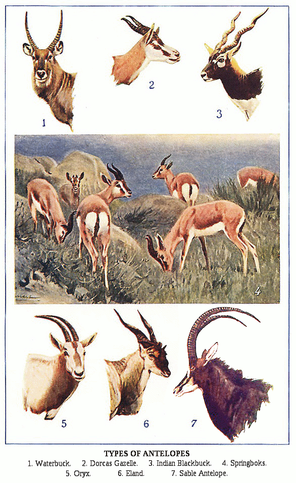 types of antelope