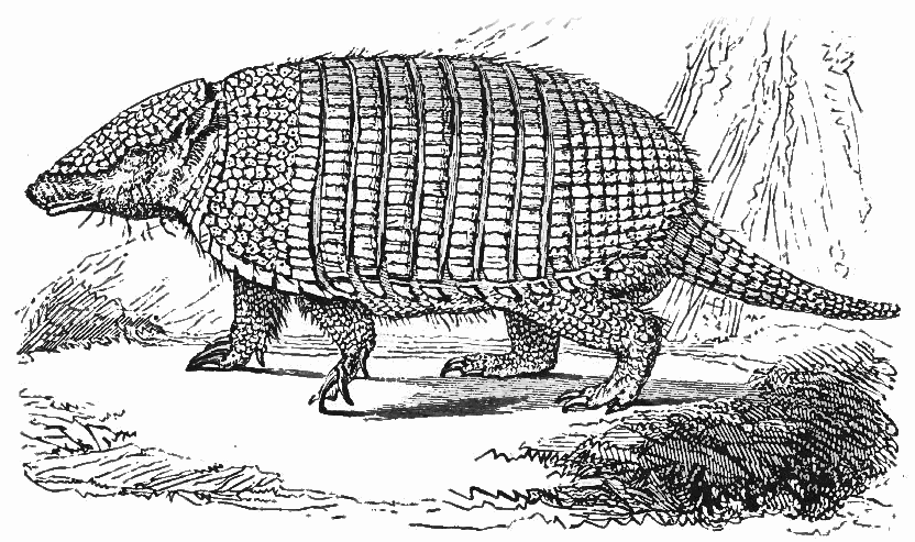Six-banded Armadillo lineart