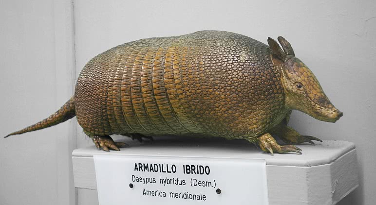 Southern Long-nosed armadillo