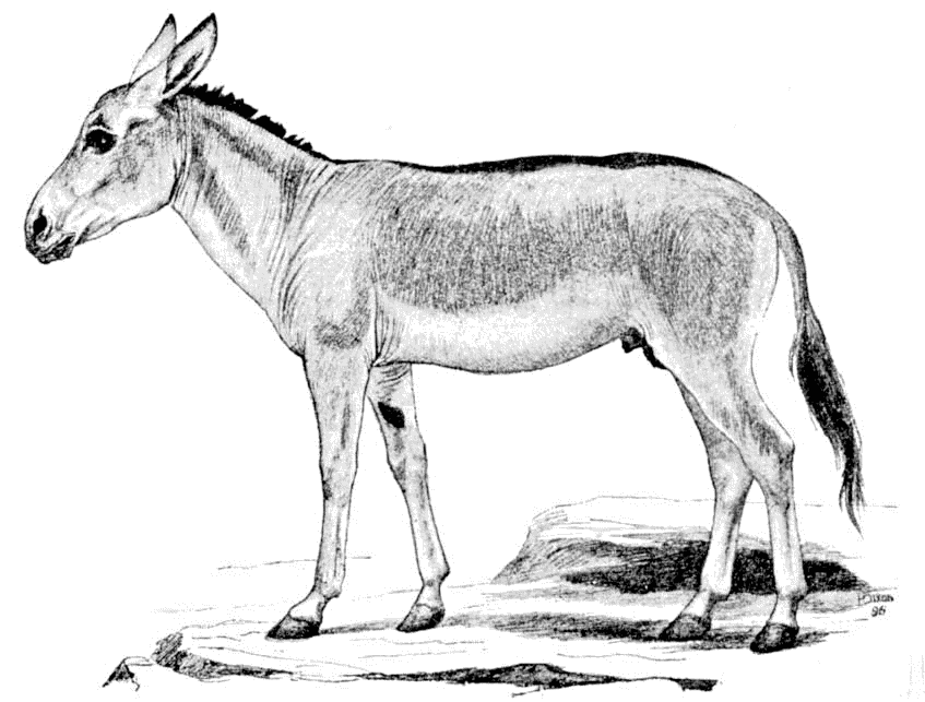 Asiatic Wild Ass  Equus onager