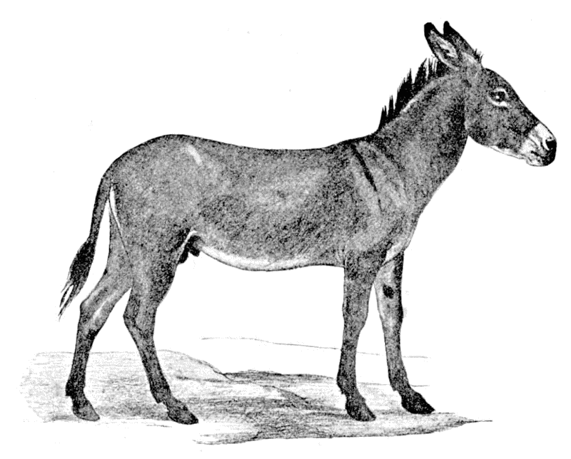 Nubian Wild Ass  Equus africanus