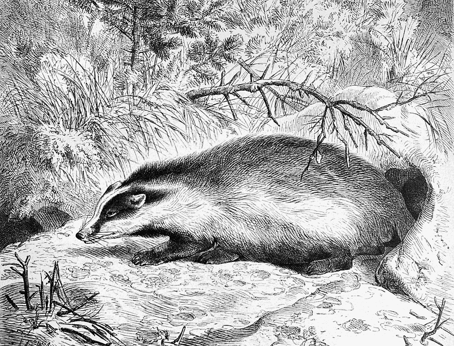 Badger drawing