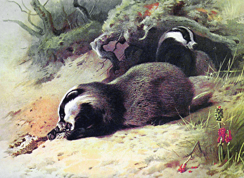 Badger illustration