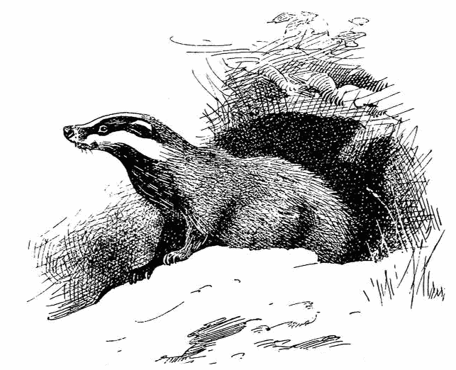 Badger lineart