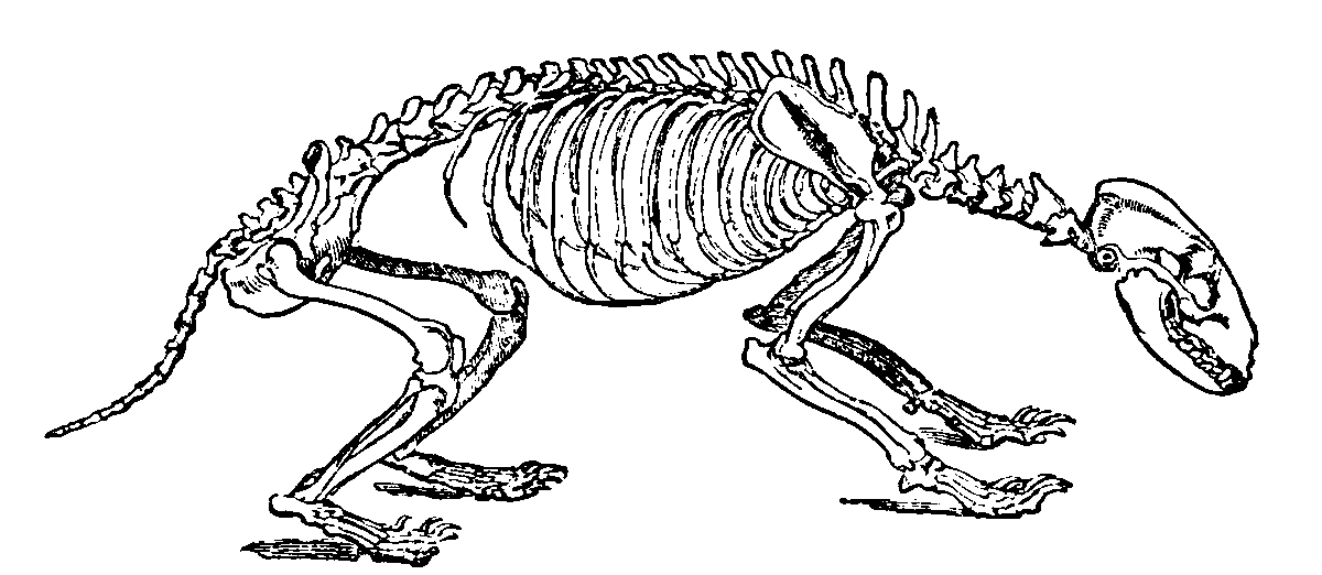 Badger skeleton